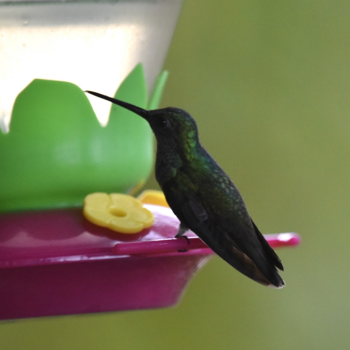 Snowy-bellied Hummingbird - ML616381661
