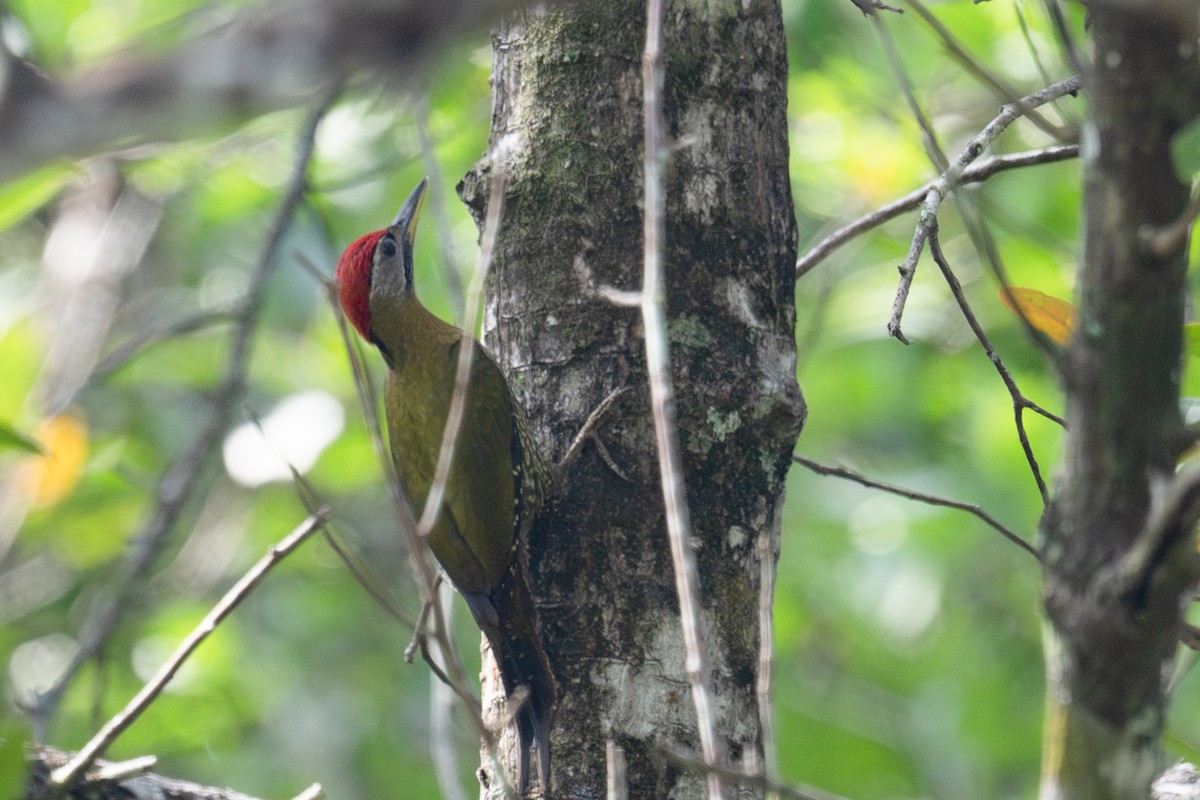 Streak-breasted Woodpecker - ML616381818
