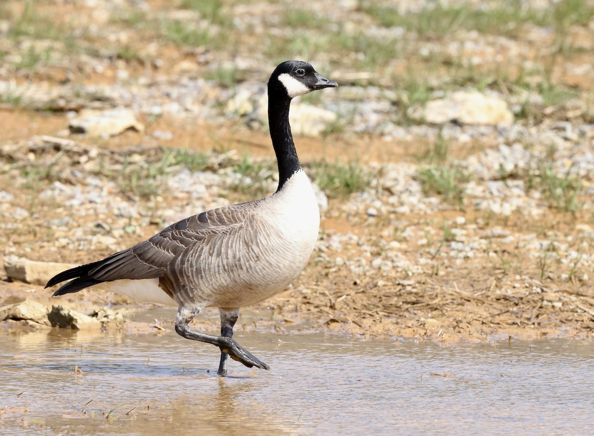 Cackling Goose (Richardson's) - ML616381875
