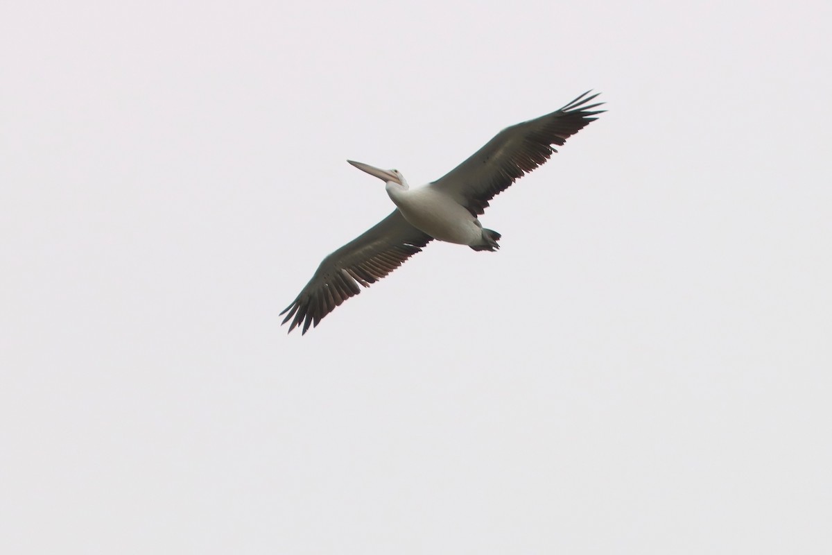 Австралийский пеликан - ML616381963