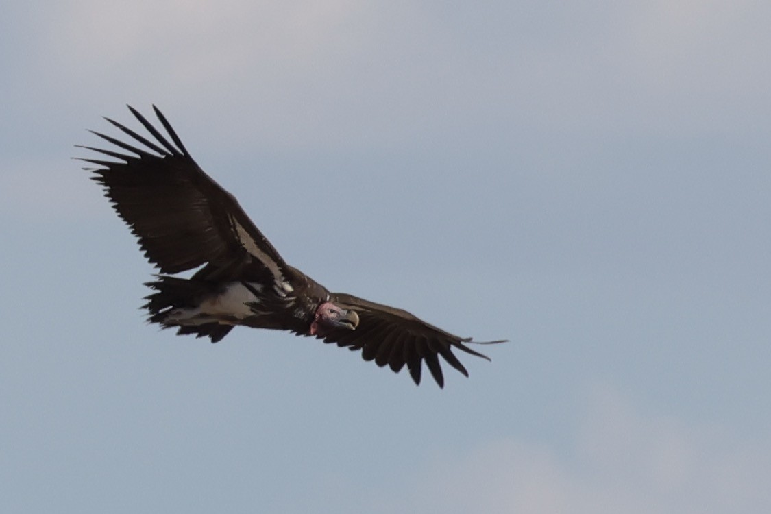 Lappet-faced Vulture - ML616381978