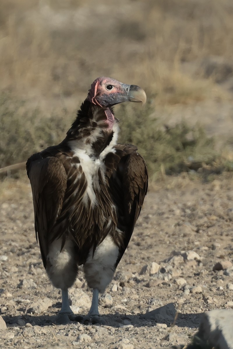 Lappet-faced Vulture - ML616381979