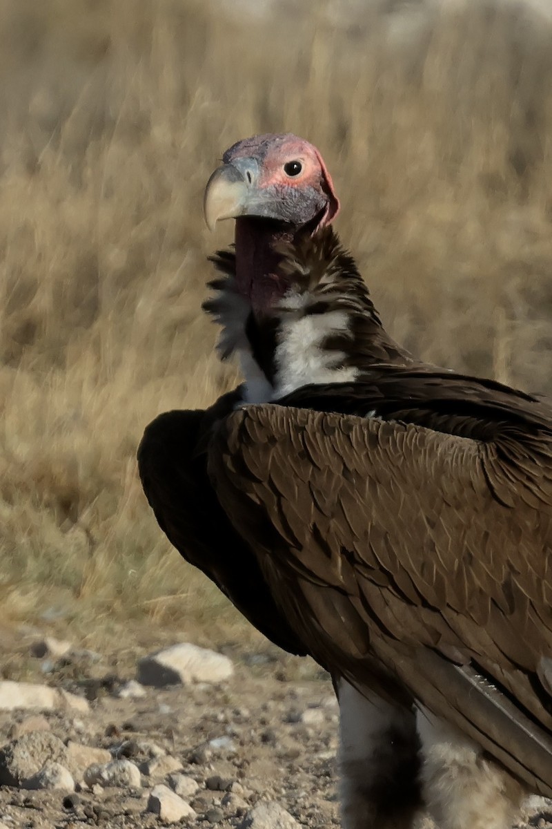 Lappet-faced Vulture - ML616381980