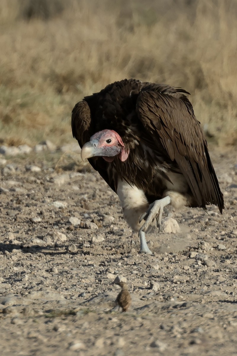 Lappet-faced Vulture - ML616381981