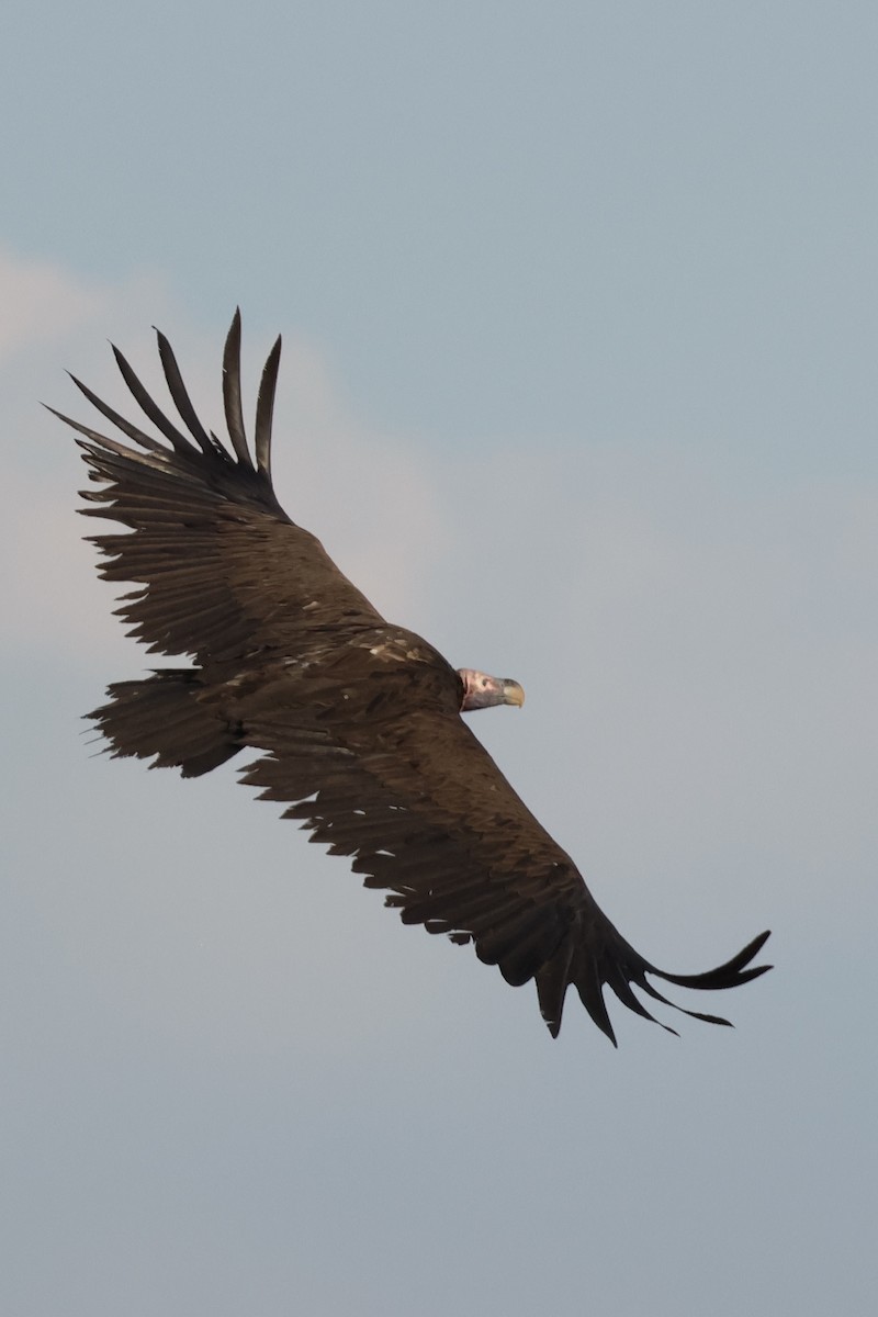 Lappet-faced Vulture - ML616381982