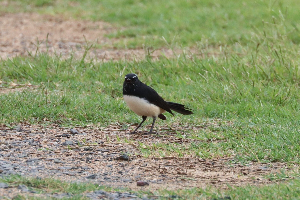 Willie-wagtail - ML616382213