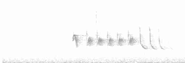 Тауї плямистий - ML616382329