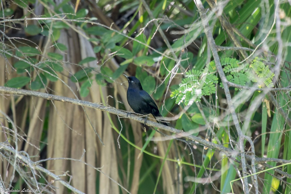 Pájaro Gato Negro - ML616382412