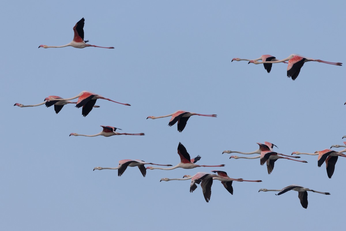 Greater Flamingo - ML616382592