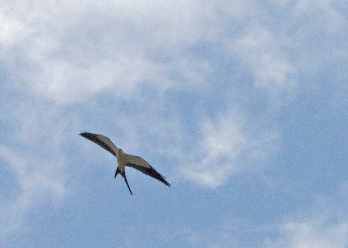 Swallow-tailed Kite - ML616382644