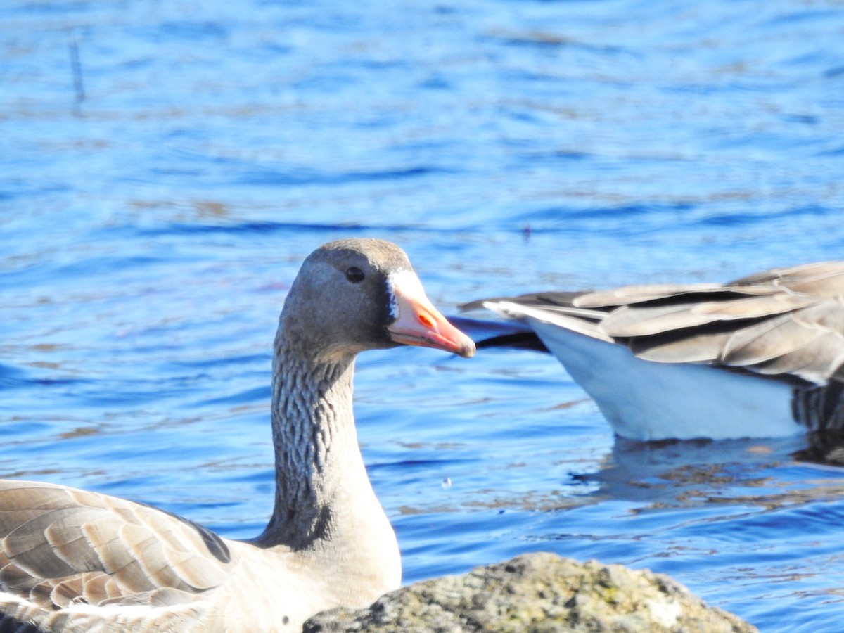 Greater White-fronted Goose - ML616382872