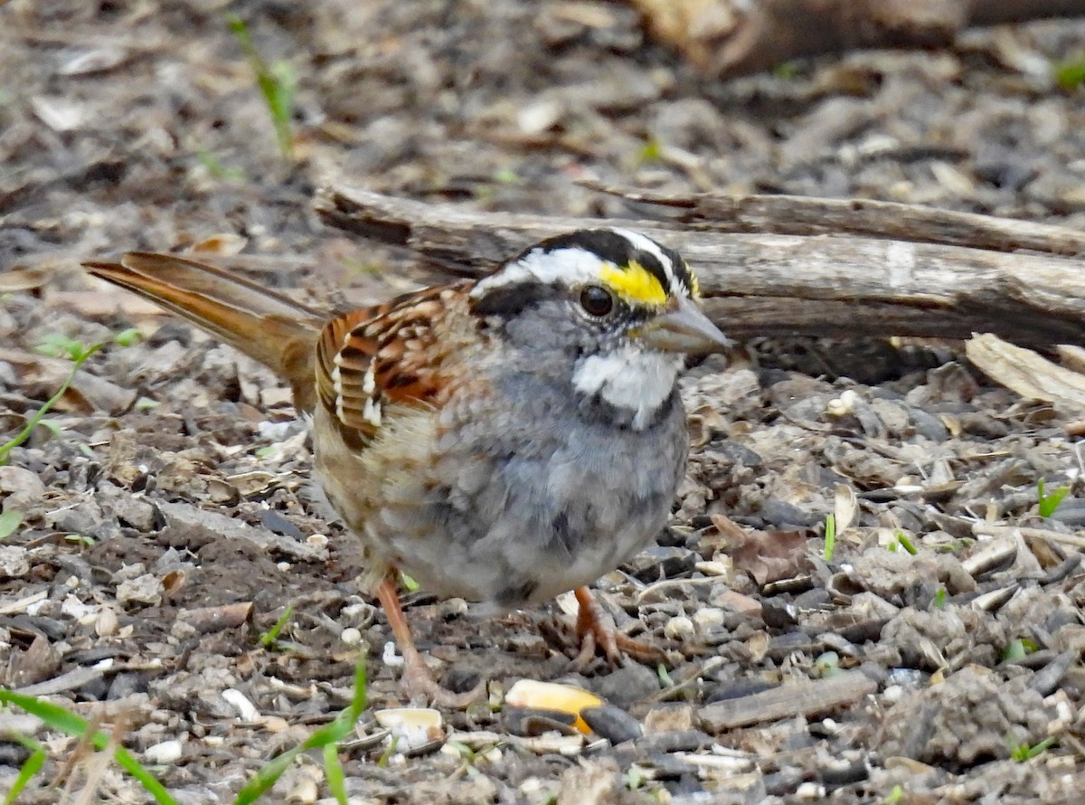 White-throated Sparrow - ML616382915