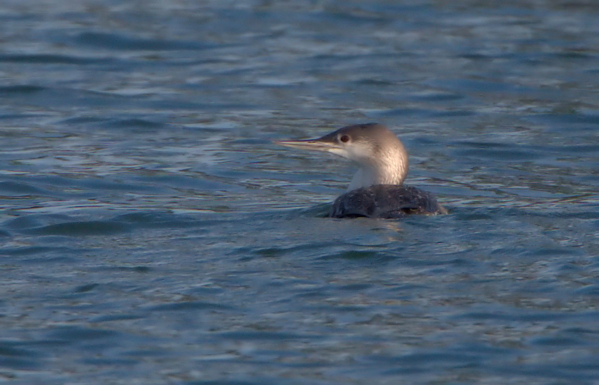 Red-throated Loon - ML616382943