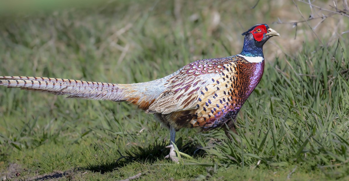 Ring-necked Pheasant - William Richards
