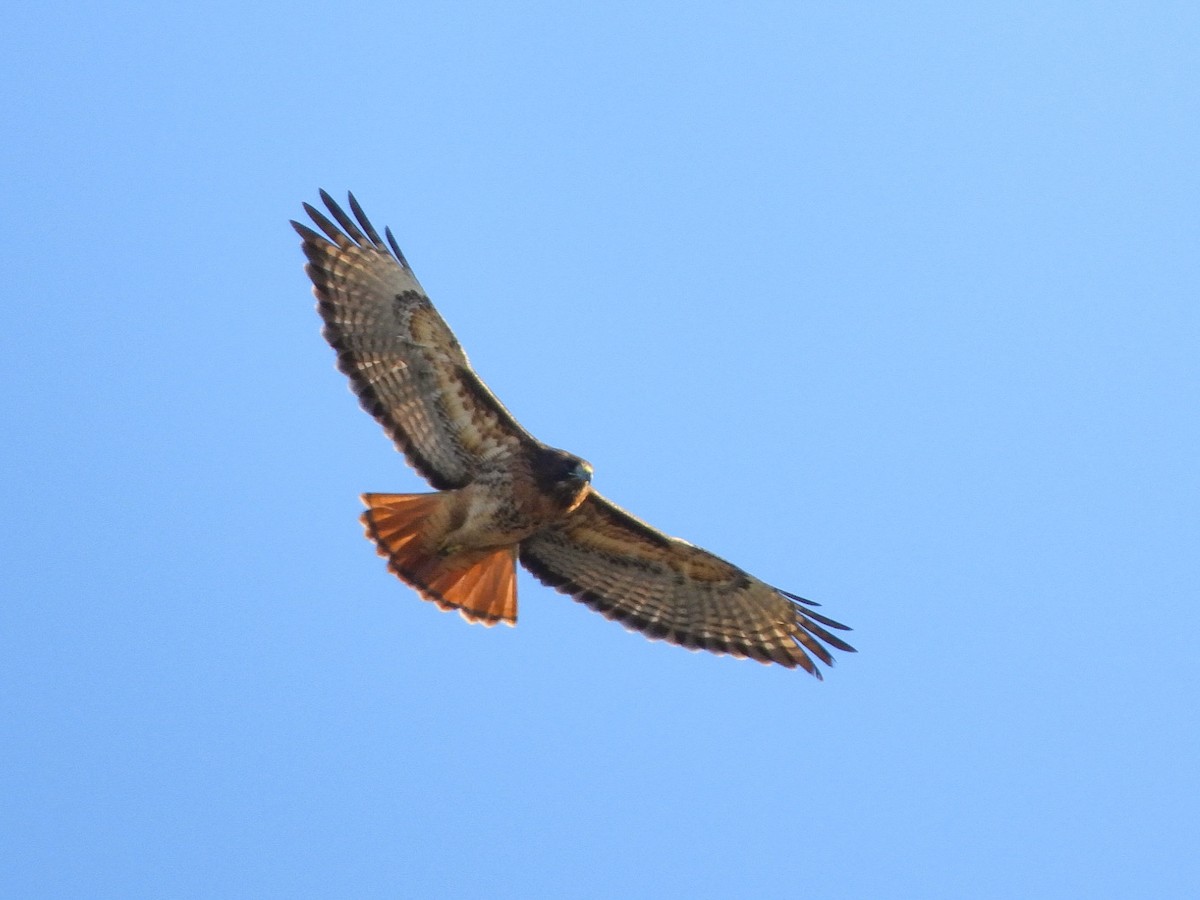 Red-tailed Hawk (calurus/alascensis) - ML616383069