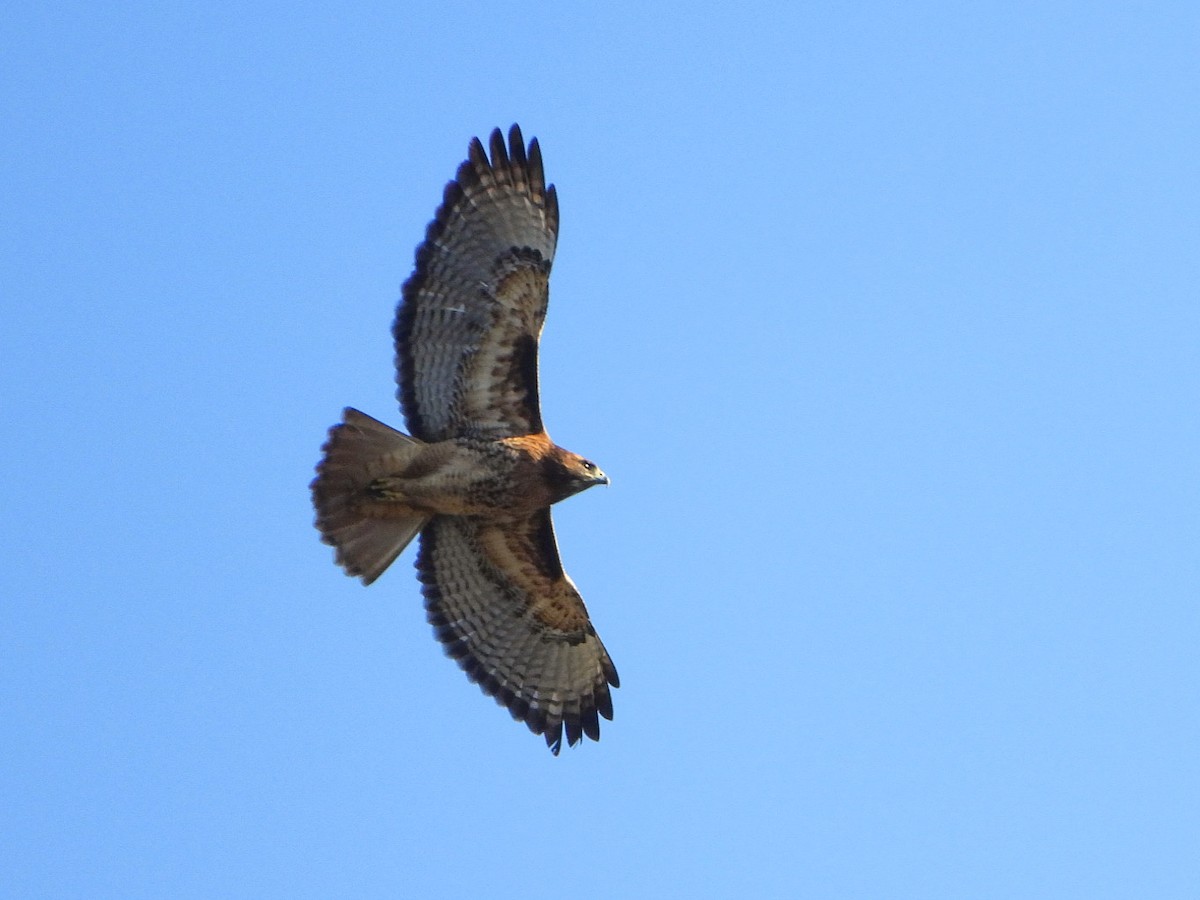 Red-tailed Hawk (calurus/alascensis) - Justin Flint