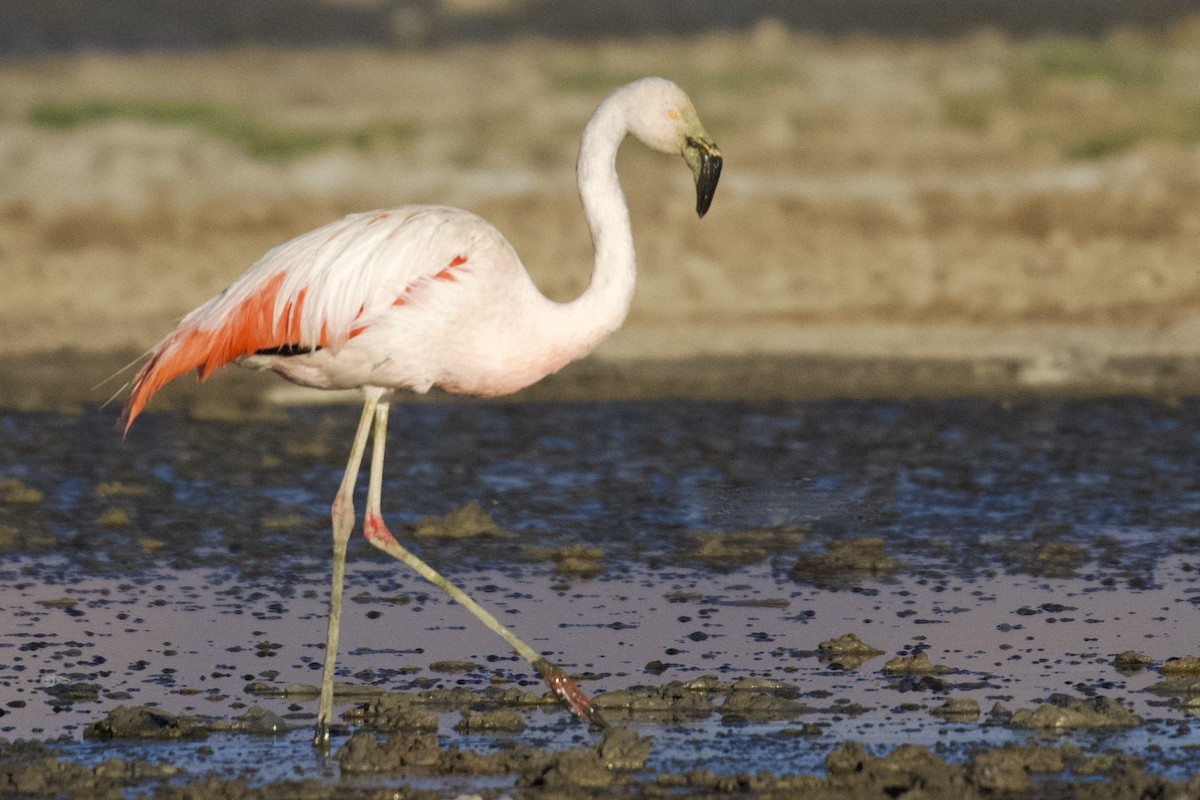 Chilean Flamingo - ML616383449