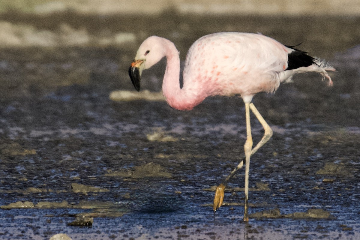 Andean Flamingo - ML616383502