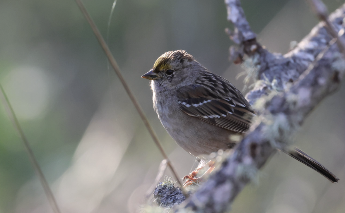 Golden-crowned Sparrow - ML616383517