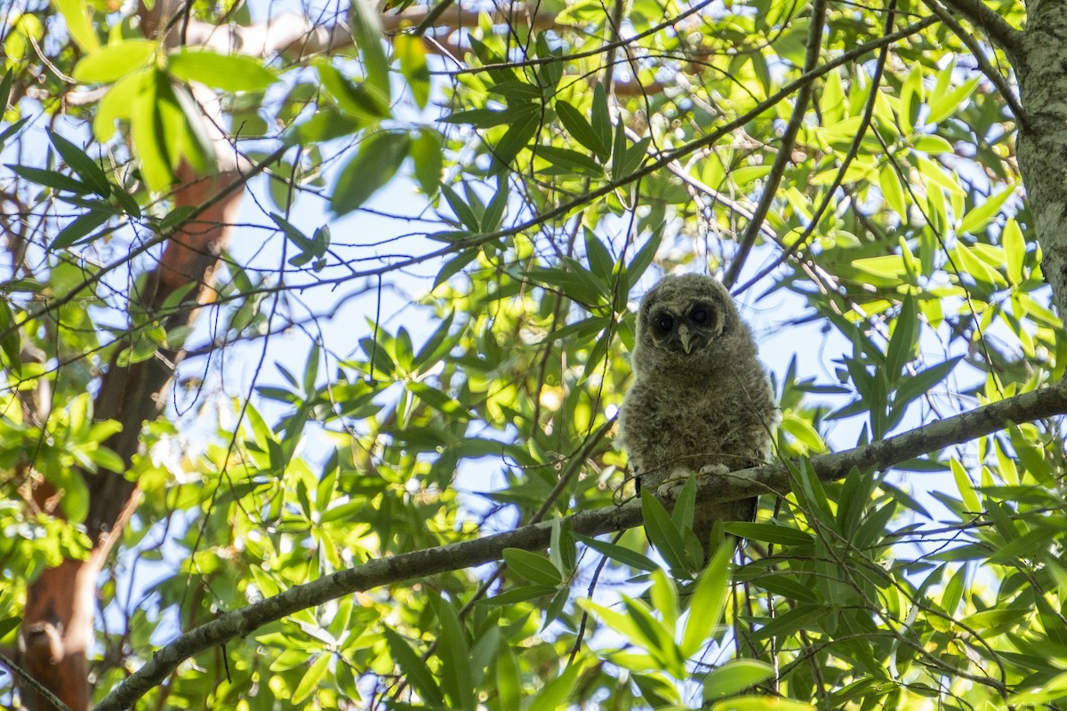 Spotted Owl (Northern) - ML616383546