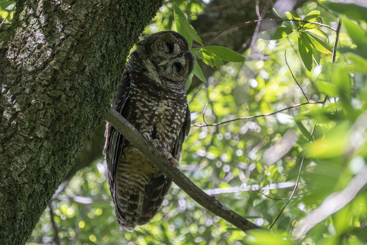 Spotted Owl (Northern) - Joey Negreann