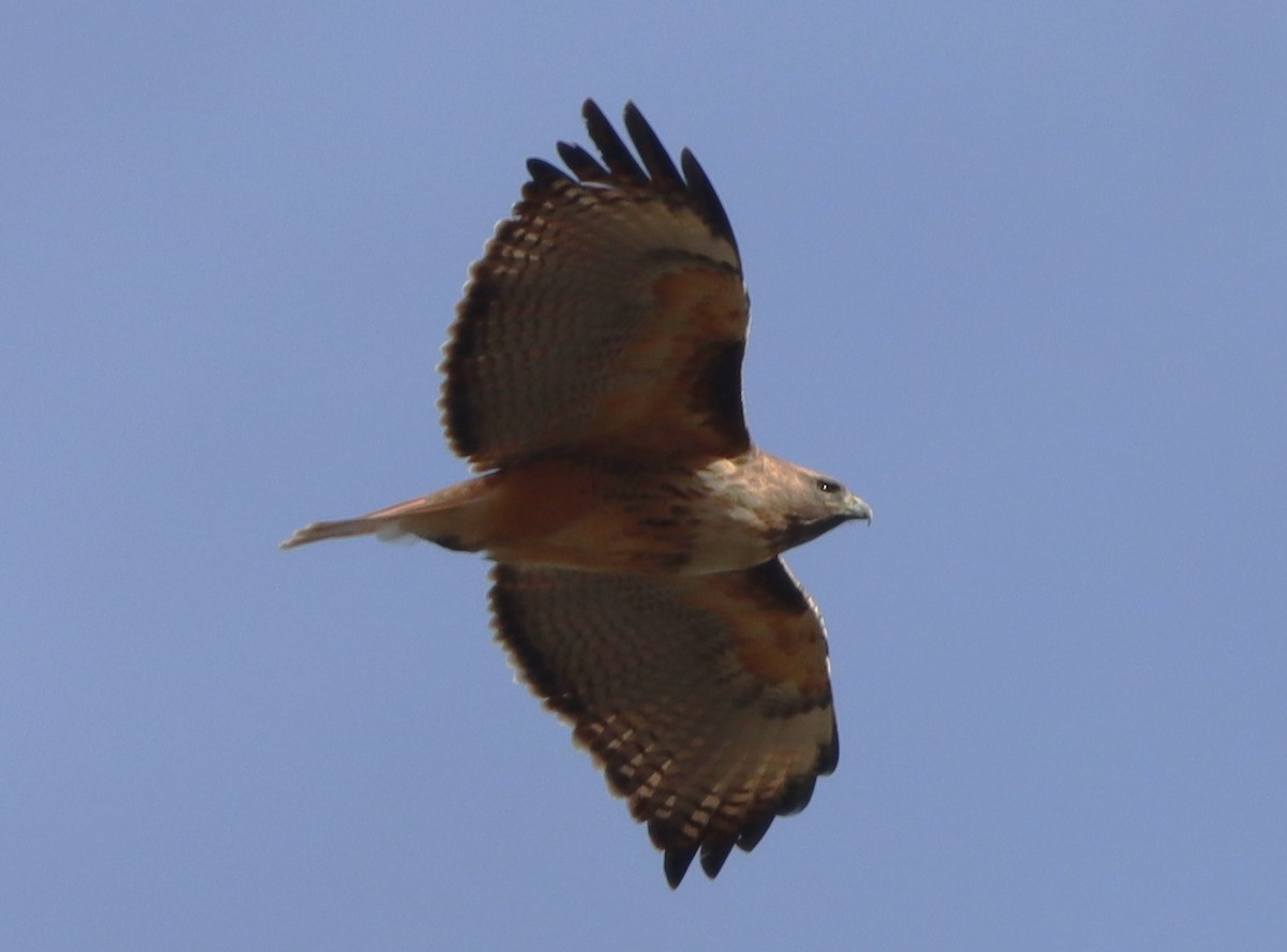 Red-tailed Hawk (calurus/alascensis) - Aldo Bertucci