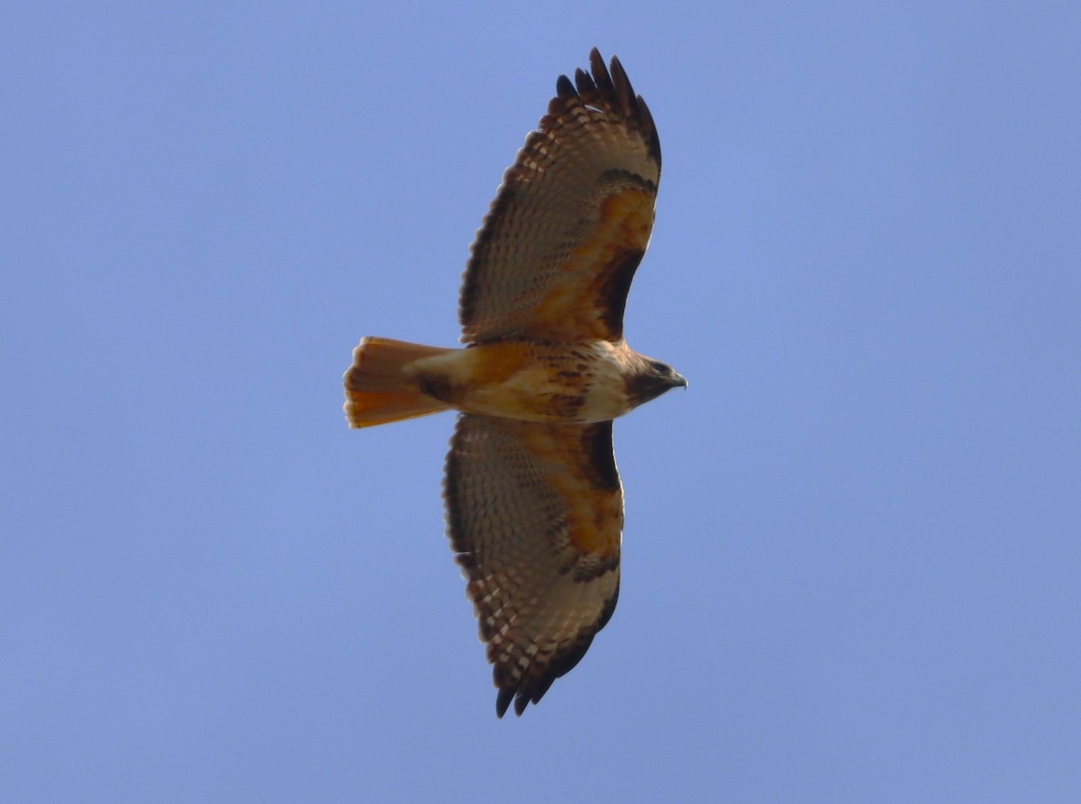 Red-tailed Hawk (calurus/alascensis) - Aldo Bertucci