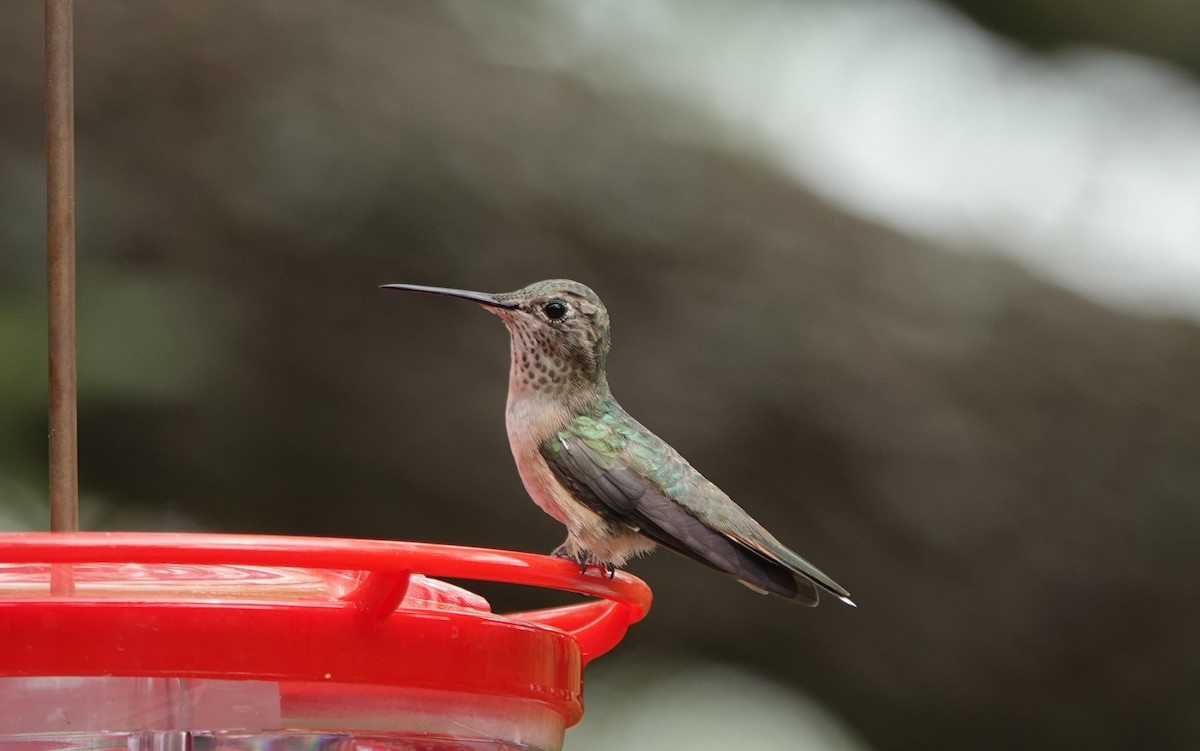 Broad-tailed Hummingbird - ML616383726