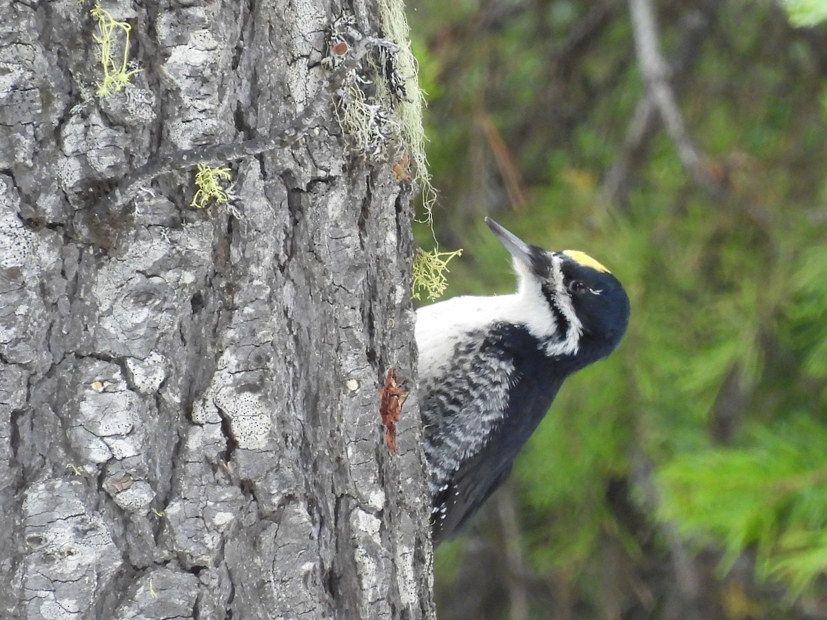 Black-backed Woodpecker - ML616383766
