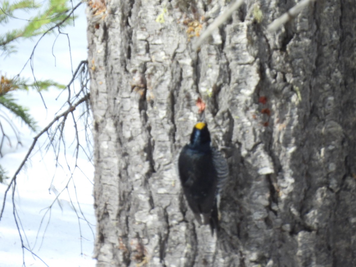 Black-backed Woodpecker - ML616383767