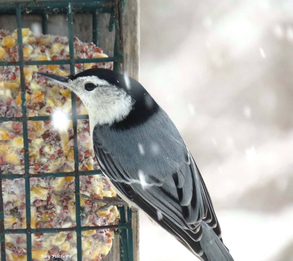 White-breasted Nuthatch - ML616384079