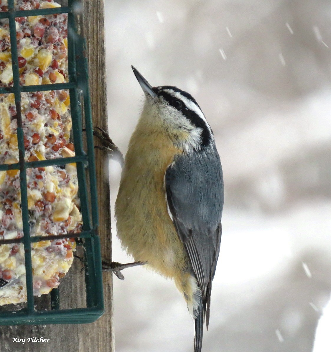 Red-breasted Nuthatch - ML616384101