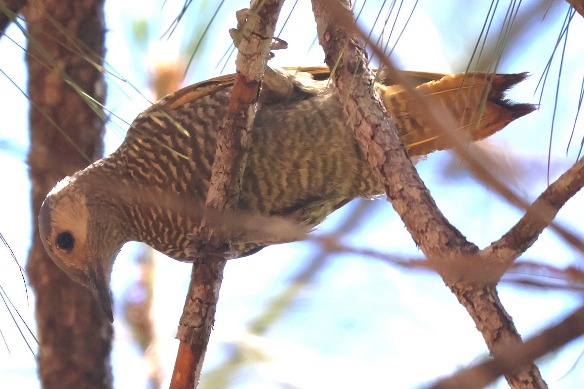 Gray-crowned Woodpecker - ML616384179