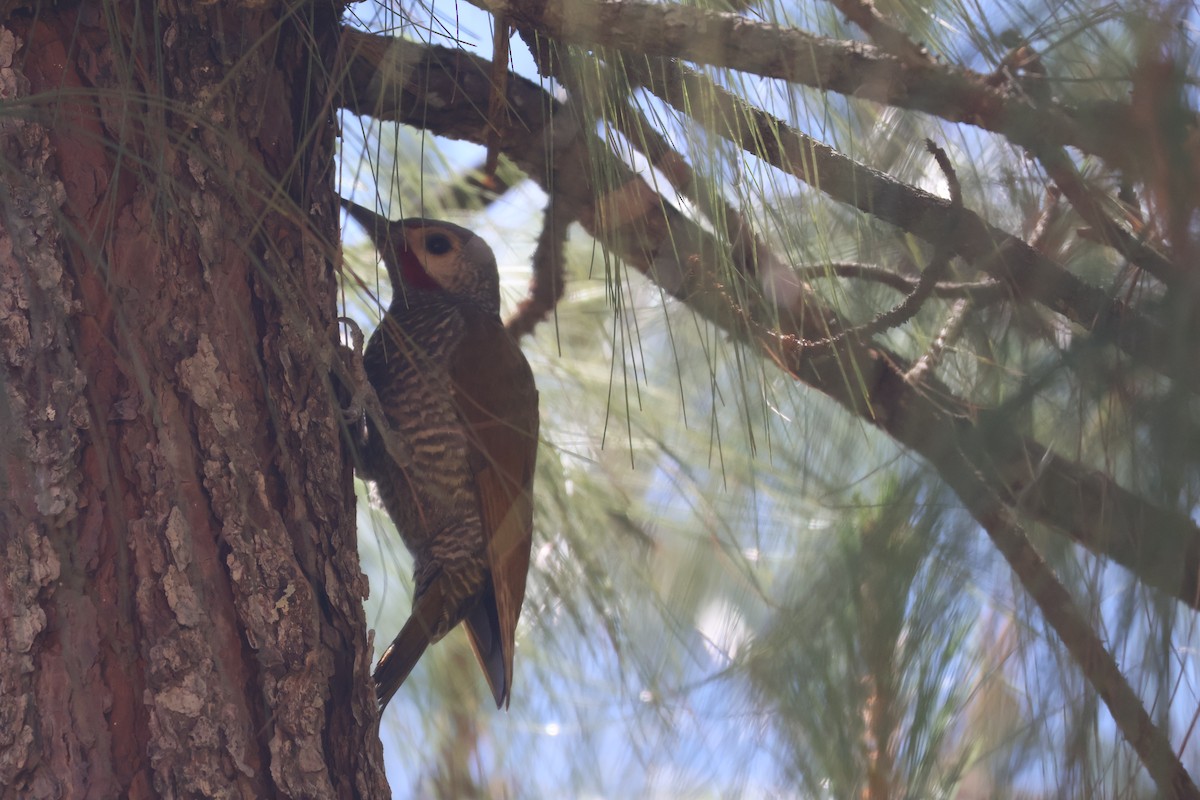 Gray-crowned Woodpecker - ML616384180
