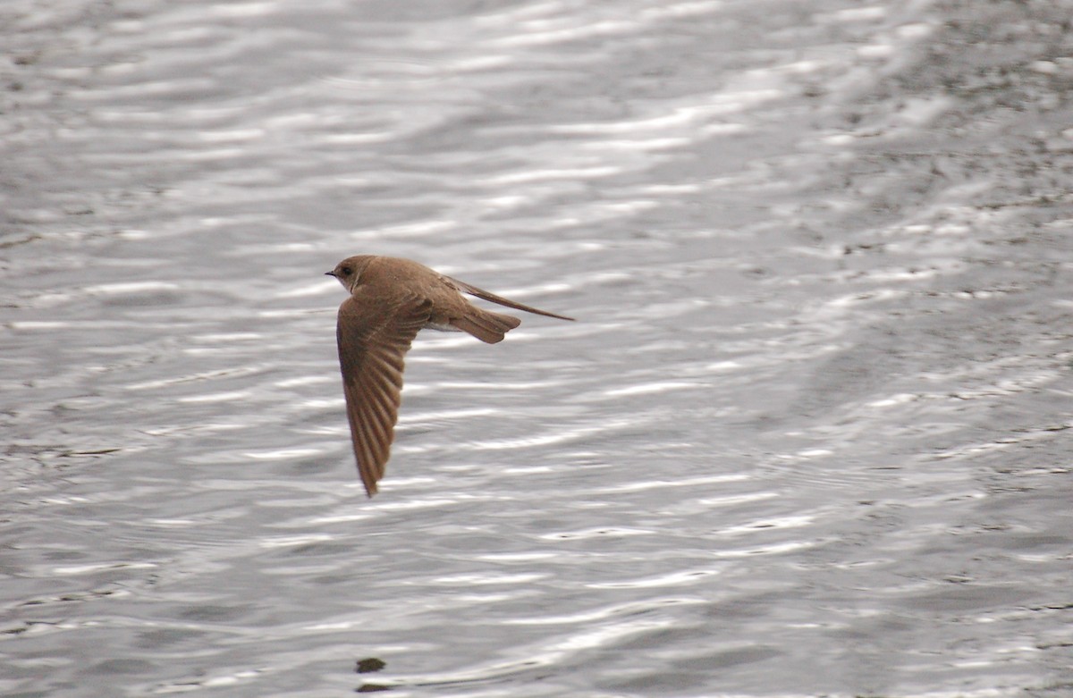 Northern Rough-winged Swallow - ML616384206