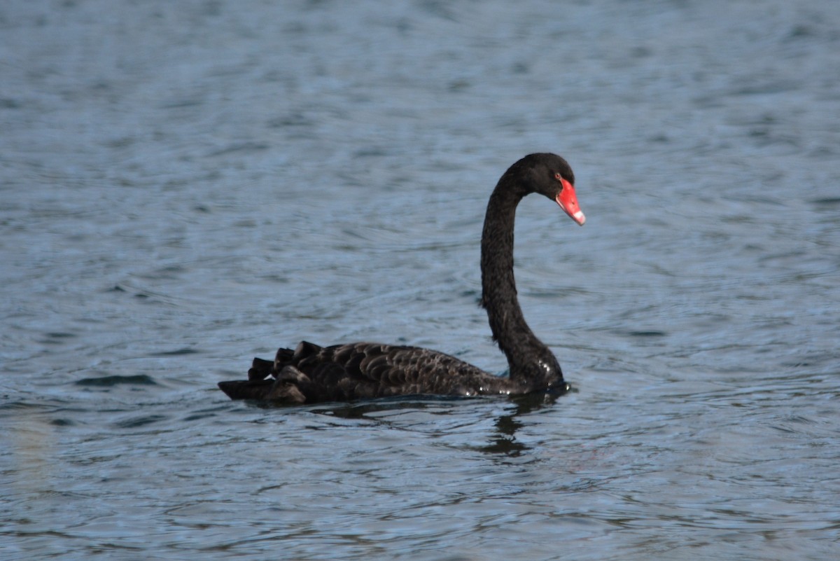 Black Swan - ML616384288