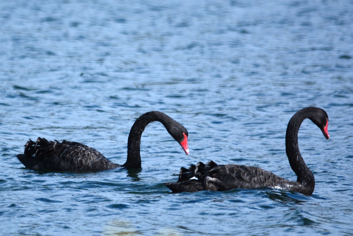 Black Swan - Dan Bormann