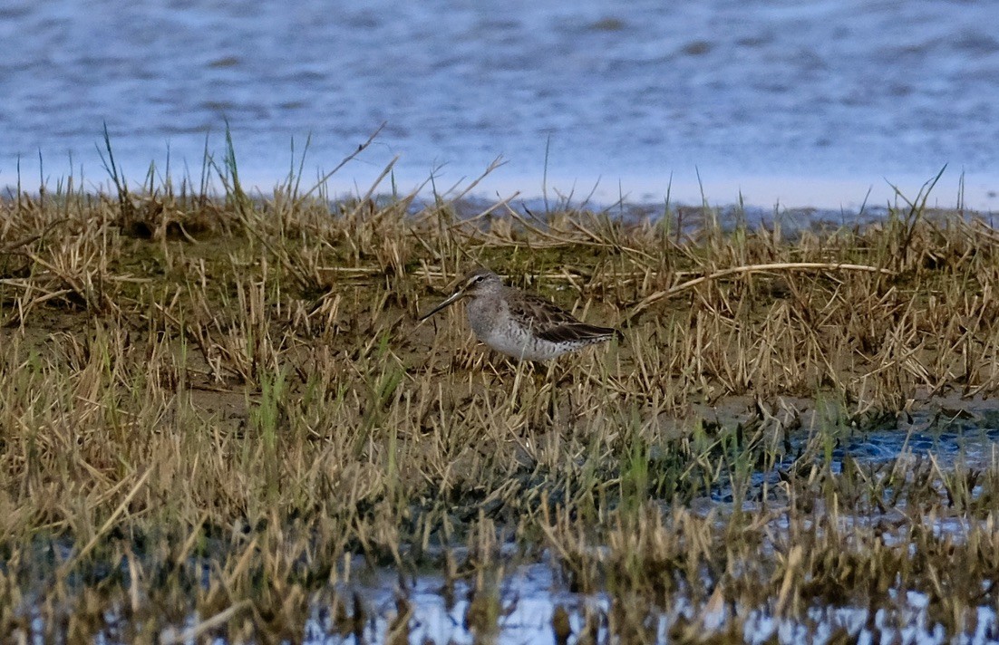 Long-billed Dowitcher - Mike Martin