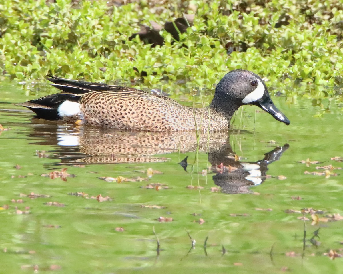 Blue-winged Teal - ML616384511