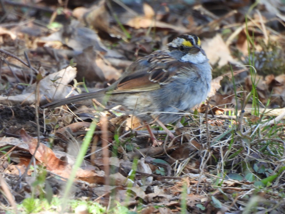 White-throated Sparrow - Armand  Collins
