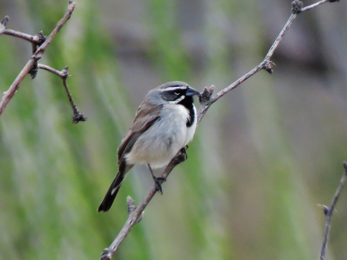 Black-throated Sparrow - ML616384703