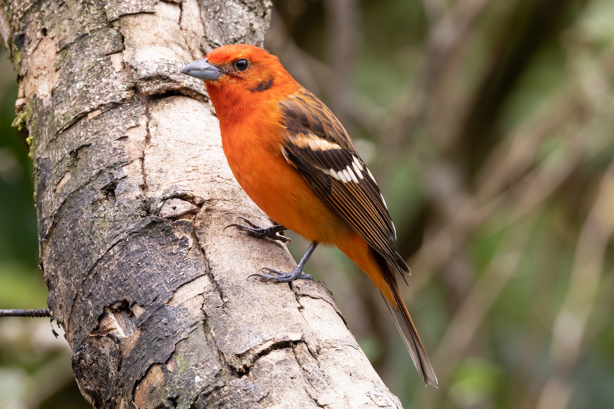 Flame-colored Tanager - ML616384914