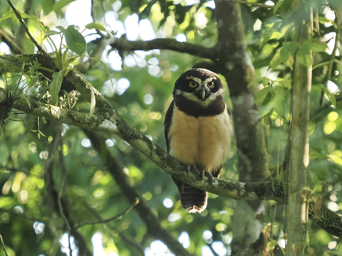 Spectacled Owl - Terry Master
