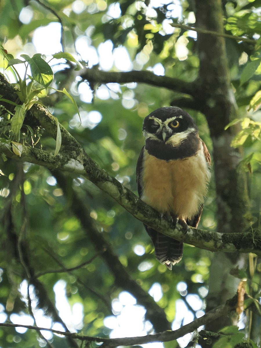 Spectacled Owl - ML616384945
