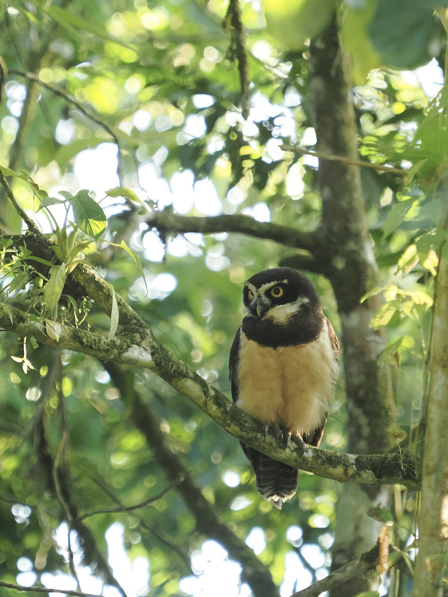 Spectacled Owl - Terry Master