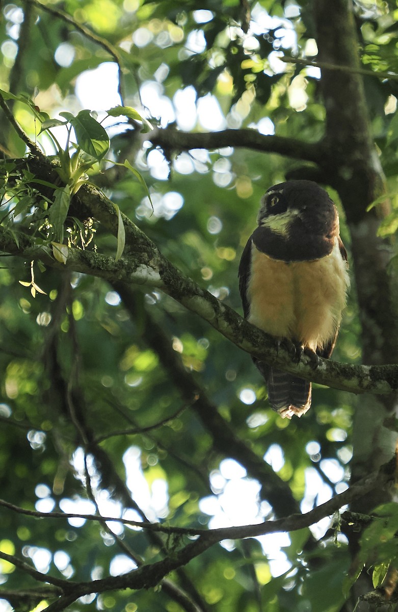 Spectacled Owl - ML616384947