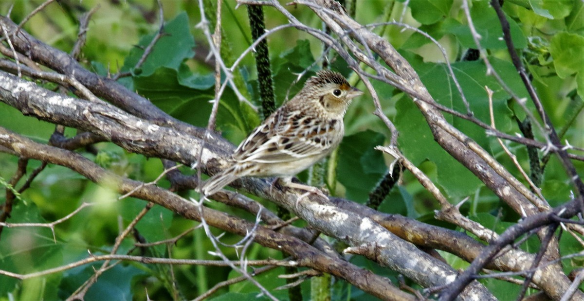 Grasshopper Sparrow - ML616385142