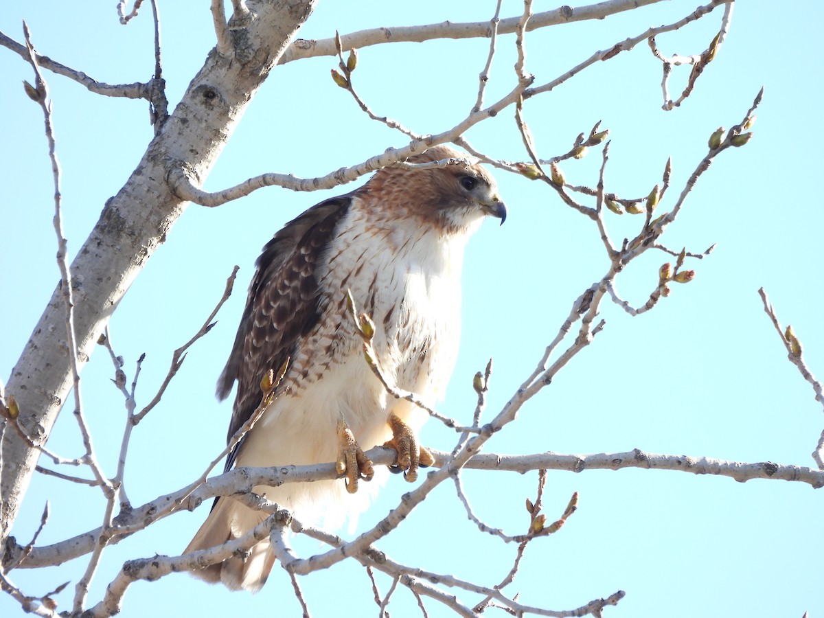Red-tailed Hawk - ML616385412