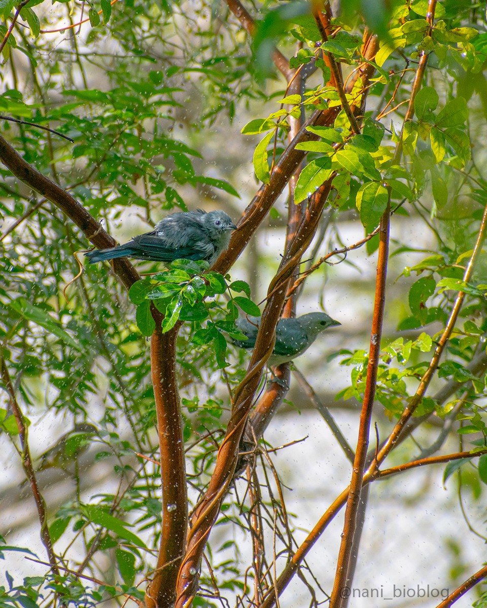 Blue-gray Tanager - ML616385436