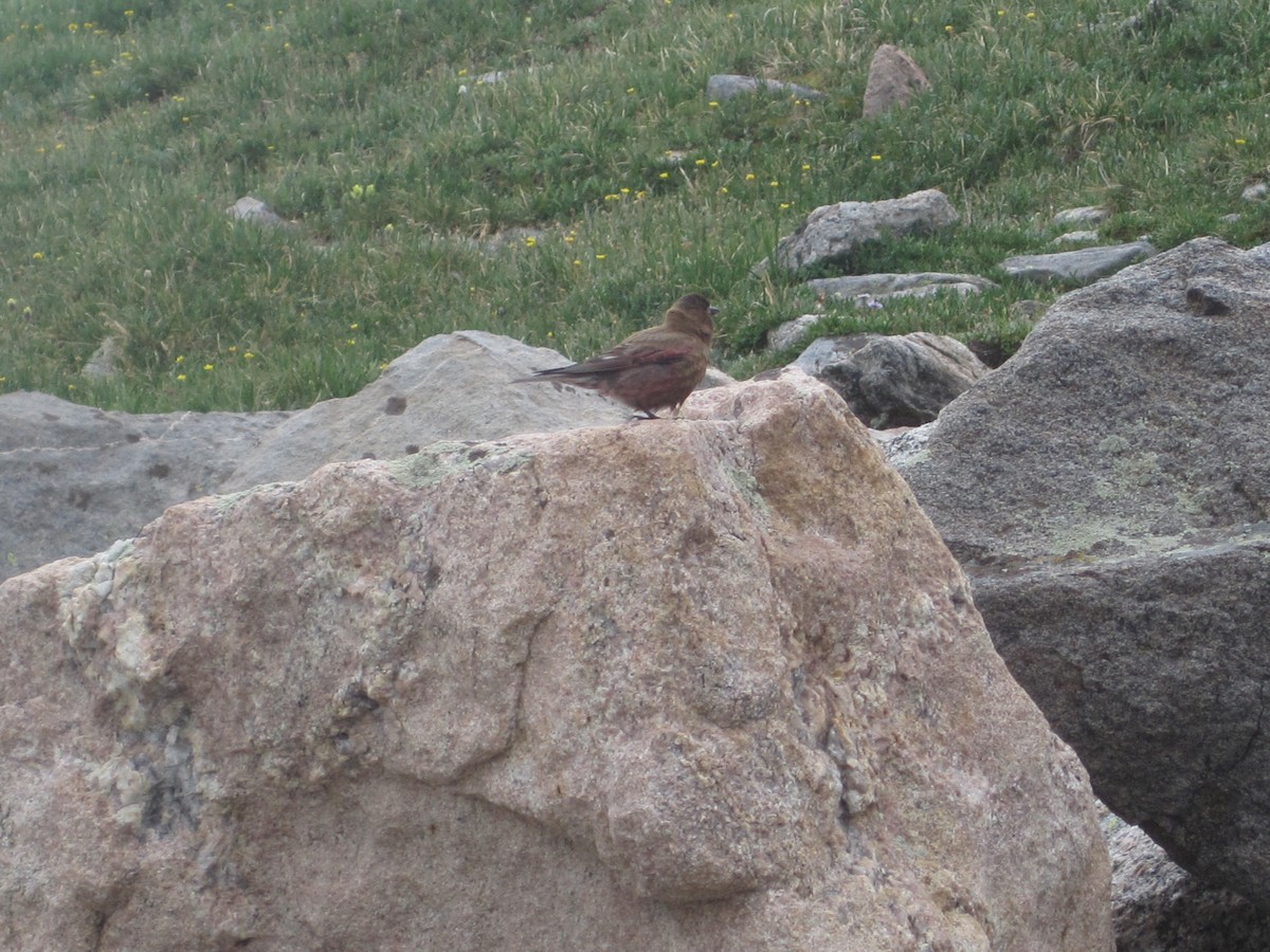 Brown-capped Rosy-Finch - ML616385474